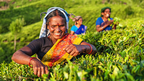 Sri Lanka Farming